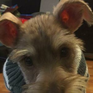 Meet your Posher, Rafael